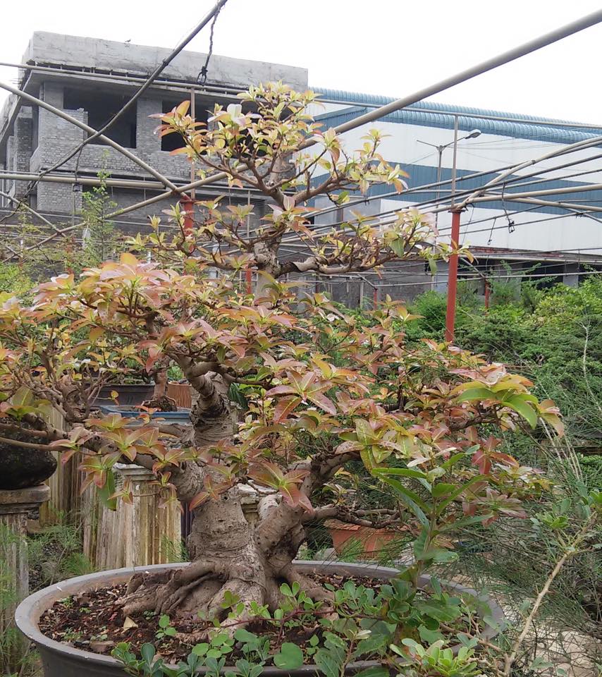 Ficus Lipstick Live Bonsai Tree With PLastic Bonsai Pot PIlkhan Ficus Bonsai tree - Image 4
