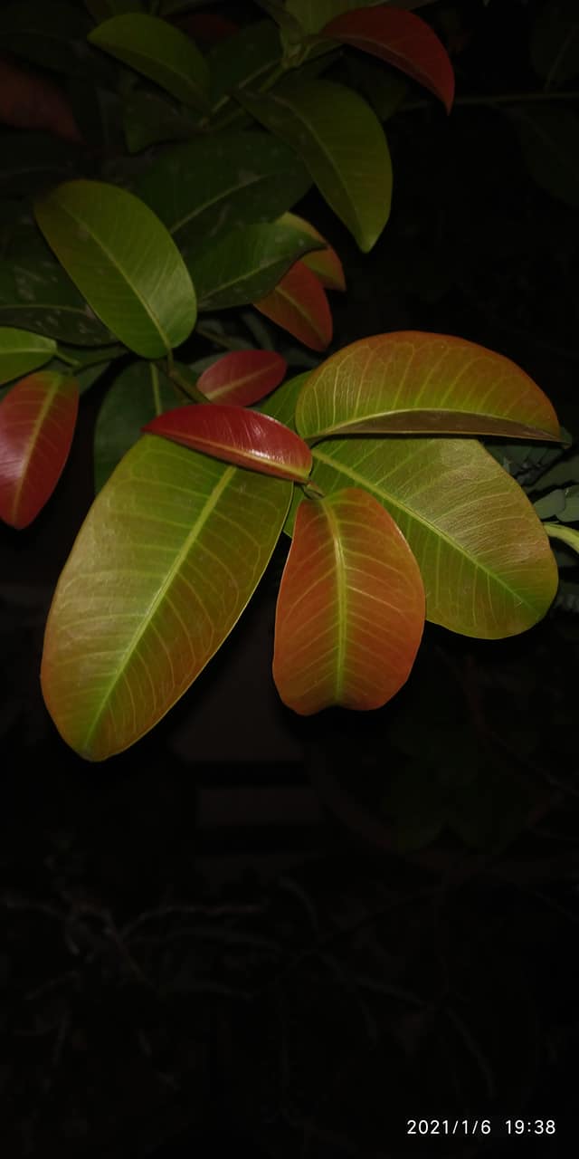 Ficus Lipstick Live Bonsai Tree With PLastic Bonsai Pot PIlkhan Ficus Bonsai tree - Image 5