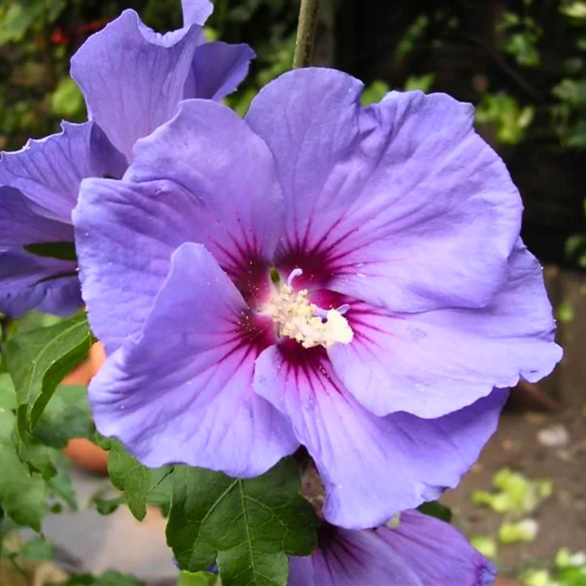 New rare Blue Hibiscuss Alyogyne huegelii live and healthy plant - Image 2