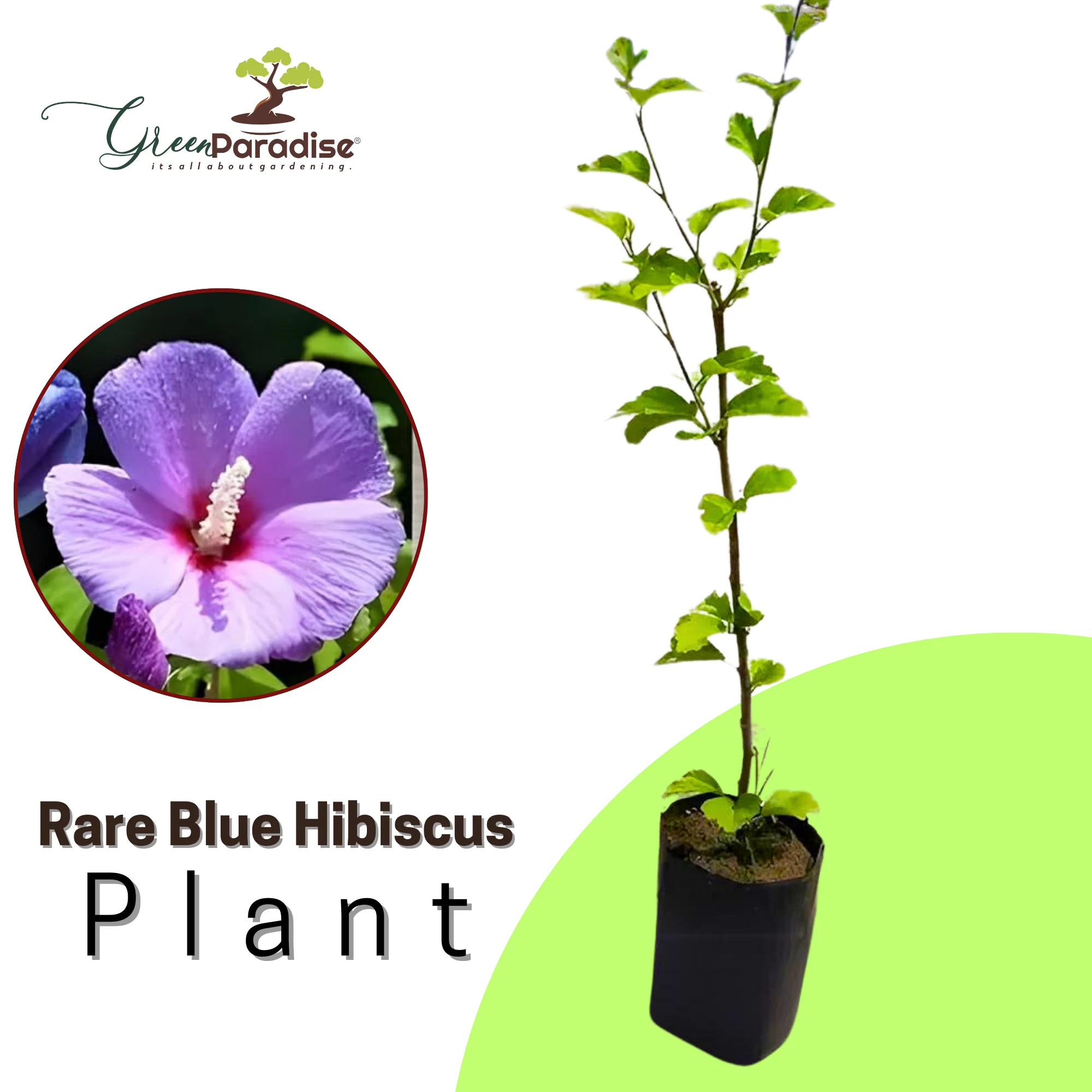 New rare Blue Hibiscuss Alyogyne huegelii live and healthy plant - Image 3