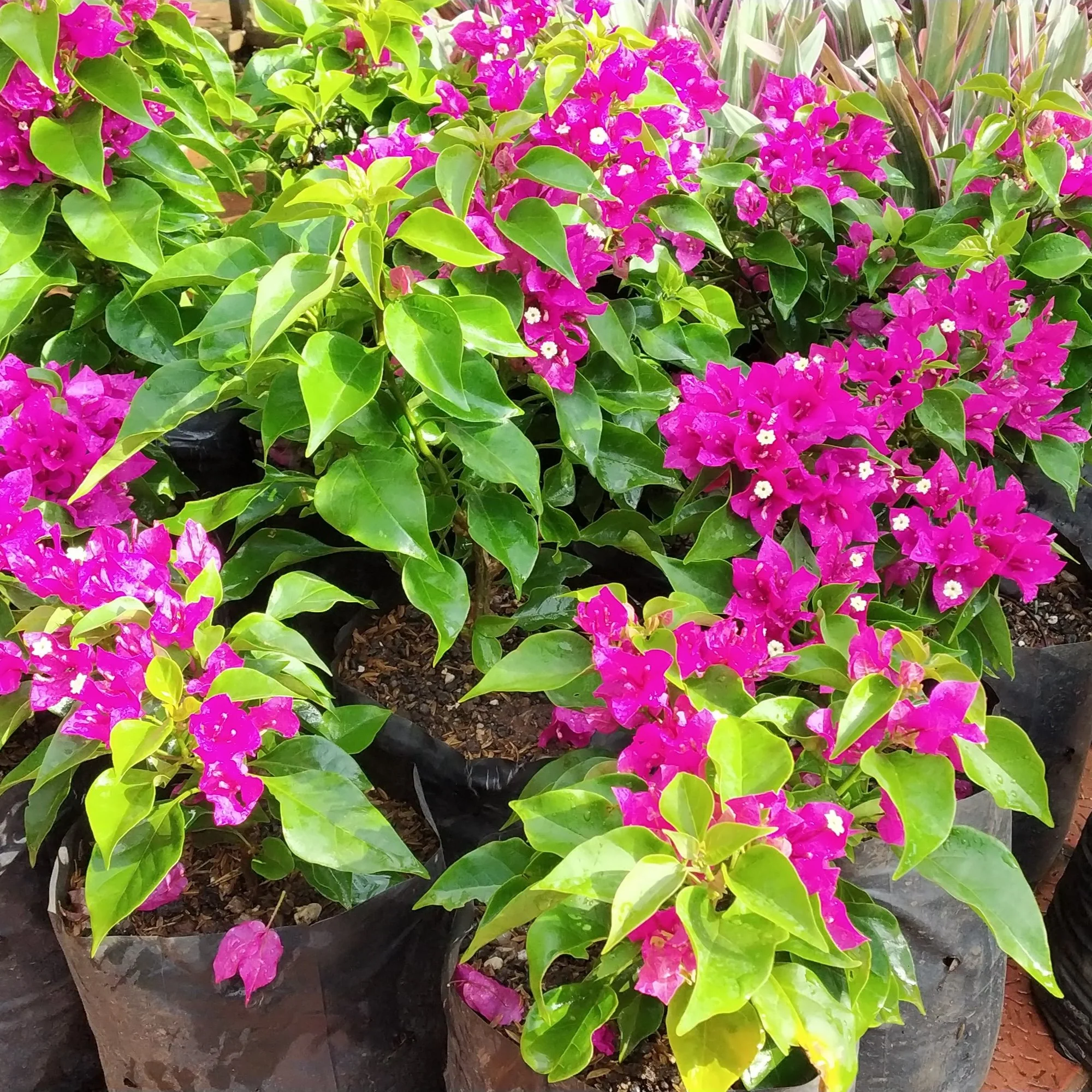 Bougainvillea New Torch GLory Dark Pink - Image 4