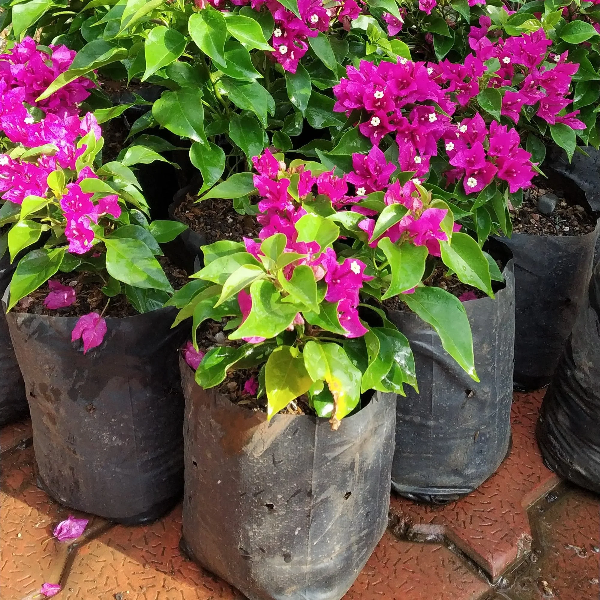 Bougainvillea New Torch GLory Dark Pink - Image 5