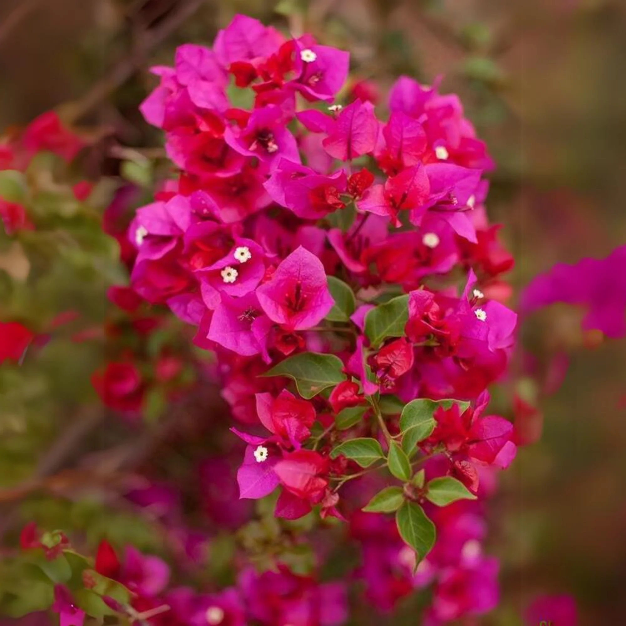 Bougainvillea New Torch GLory Dark Pink - Image 6