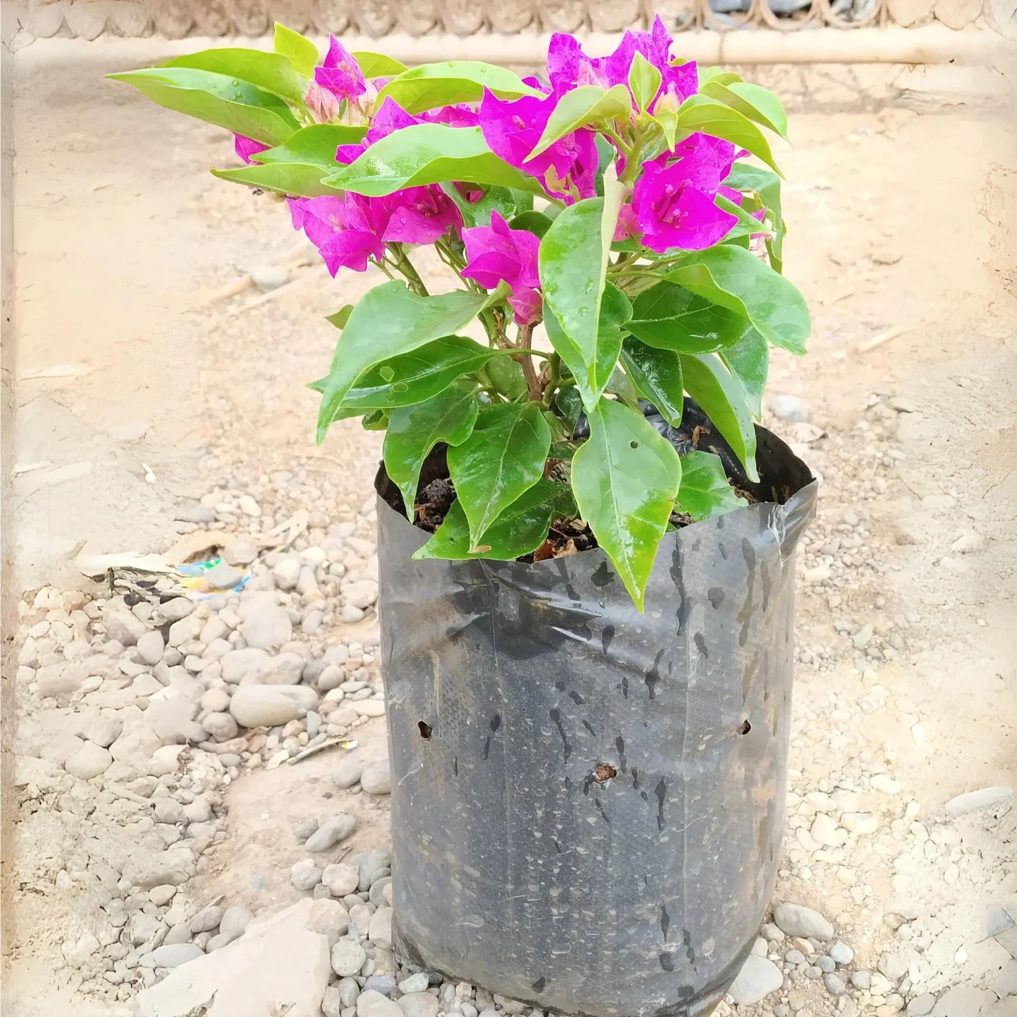 Bougainvillea New Torch GLory Dark Pink - Image 7