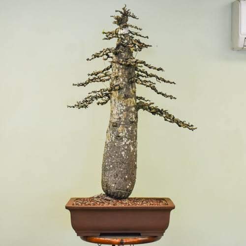 Operculicarya decaryi Elephant Tree Bonsai Suitable Small Sapling Tree Live Plant with Pot - Image 2