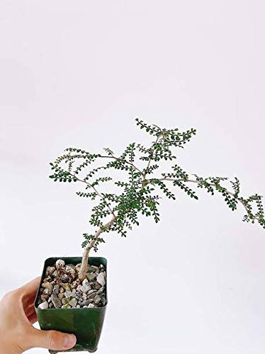 Operculicarya decaryi Elephant Tree Bonsai Suitable Small Sapling Tree Live Plant with Pot - Image 3