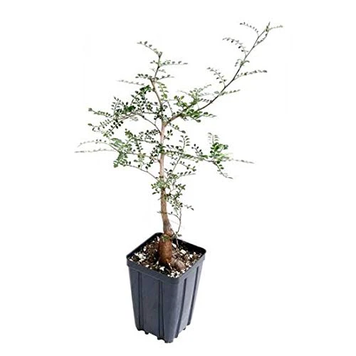 Operculicarya decaryi Elephant Tree Bonsai Suitable Small Sapling Tree Live Plant with Pot - Image 4