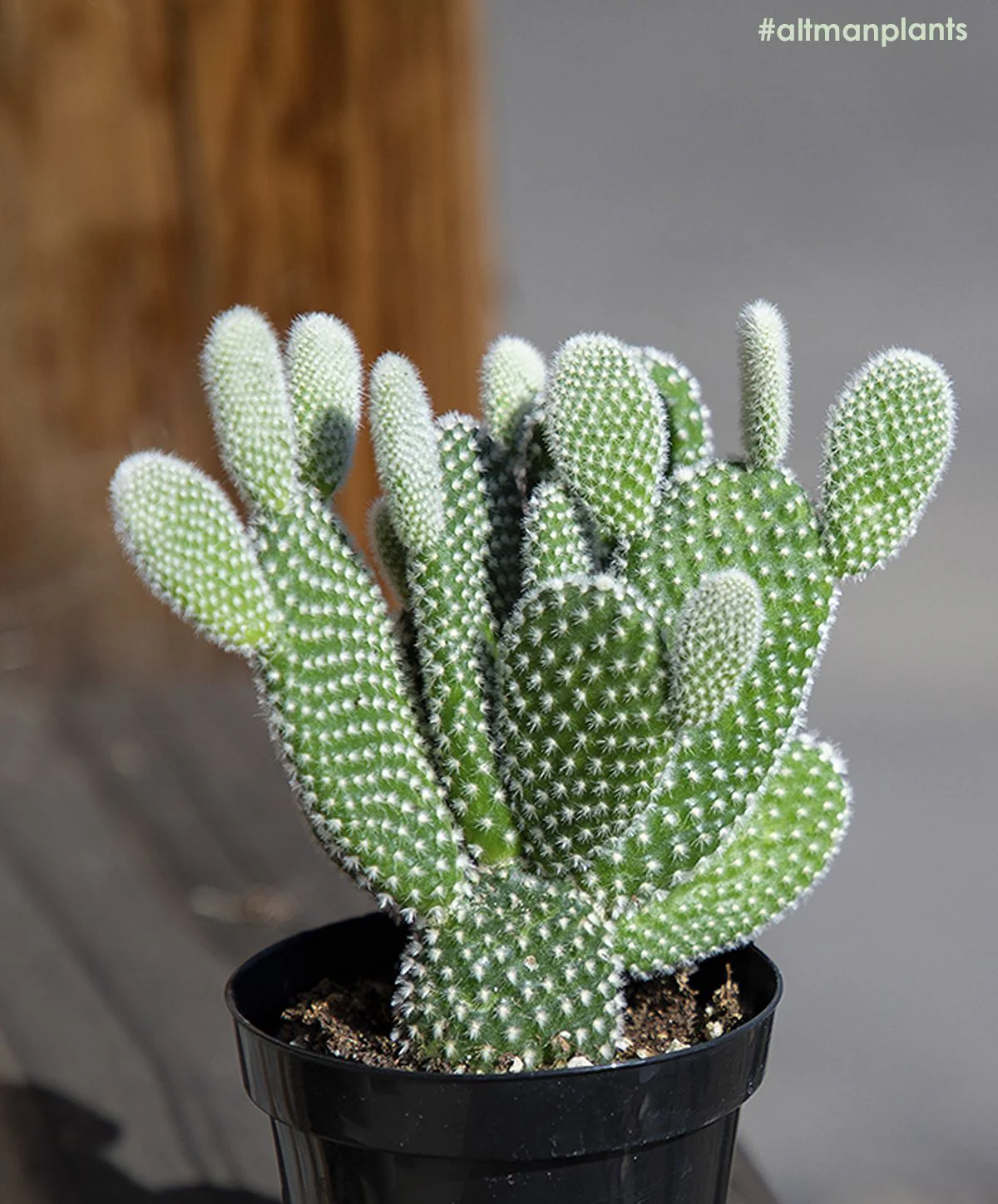 Green Paradise® Opuntia Microdasys albata Live Cactus Plant - Image 4