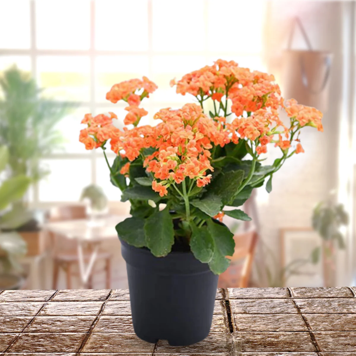 Orange Kalanchoe Plant with pot - Image 2