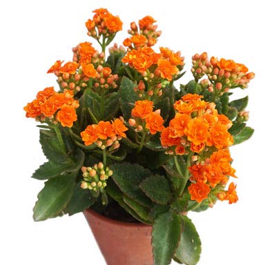 Orange Kalanchoe Plant with pot - Image 3