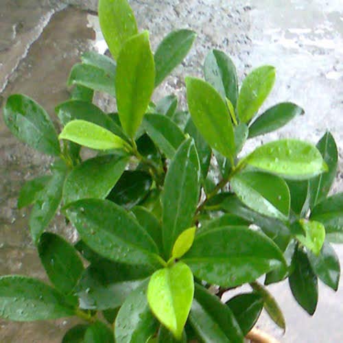 Panda ficus sapling Plant - Image 3