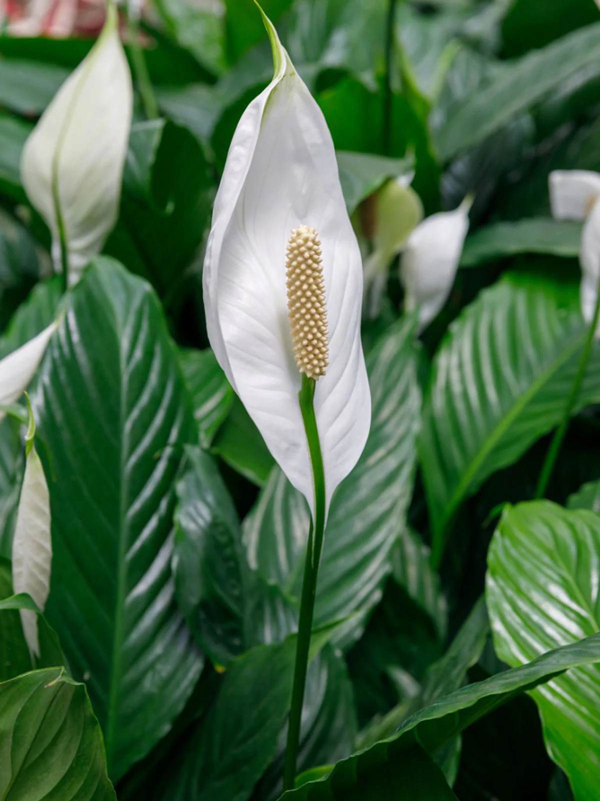 Green Paradise® Peace Lily Spathiphyllum indoor air purifier Live Plant with pot - Image 3