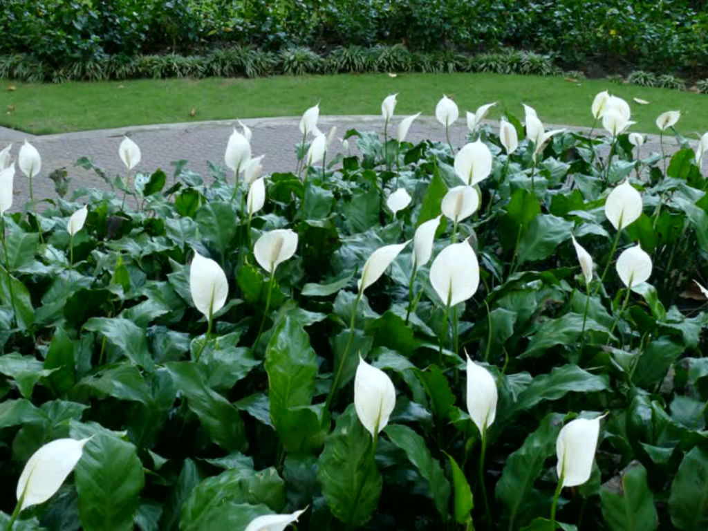 Green Paradise® Peace Lily Spathiphyllum indoor air purifier Live Plant with pot - Image 4