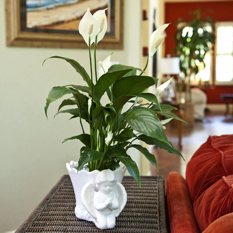 Green Paradise® Peace Lily Spathiphyllum indoor air purifier Live Plant with pot - Image 5