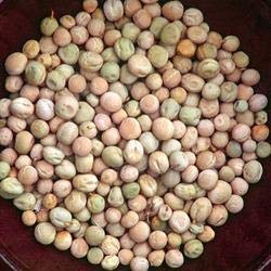 Green Paradise® Peas Seeds - Image 3