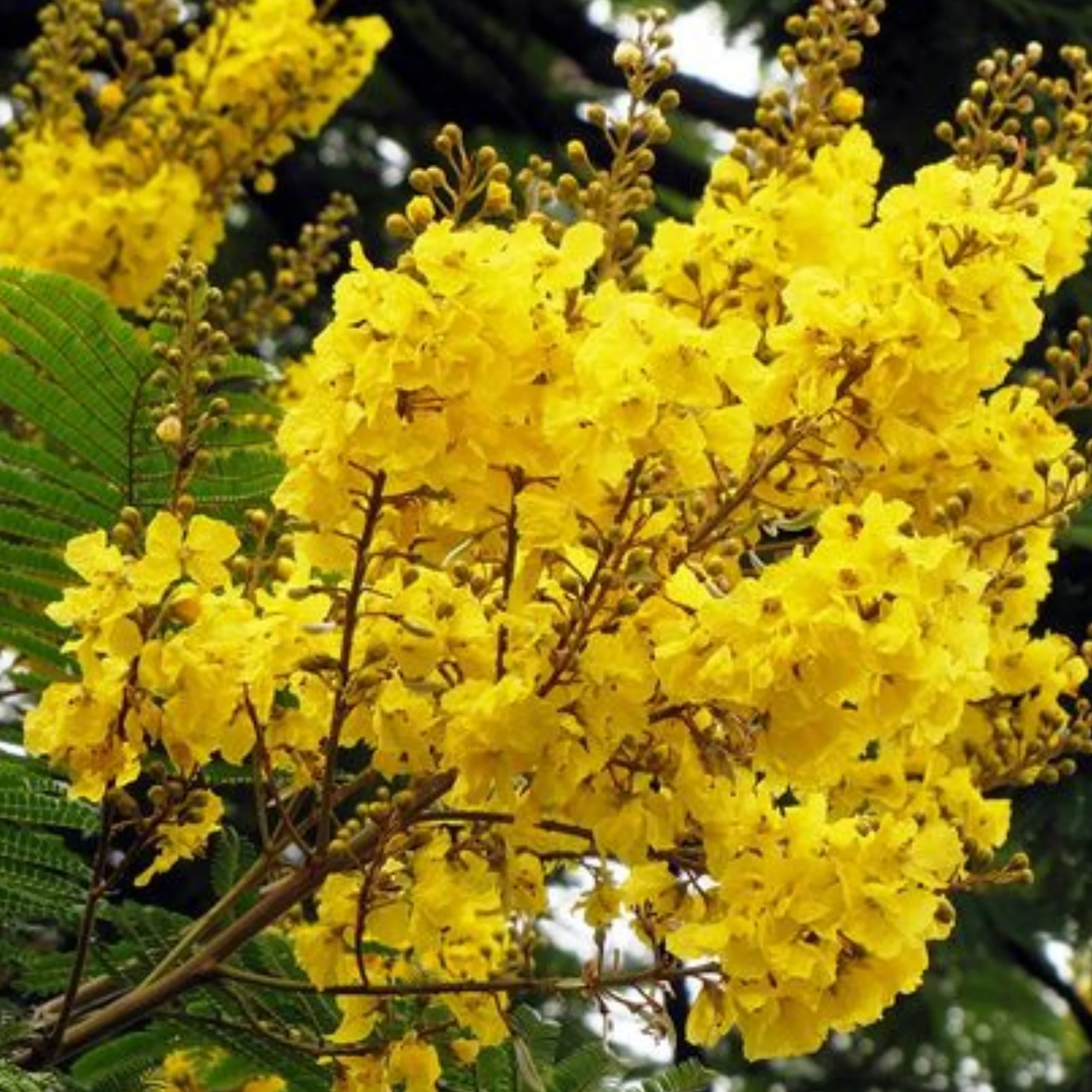 Peltophorum Live Plant - Image 3