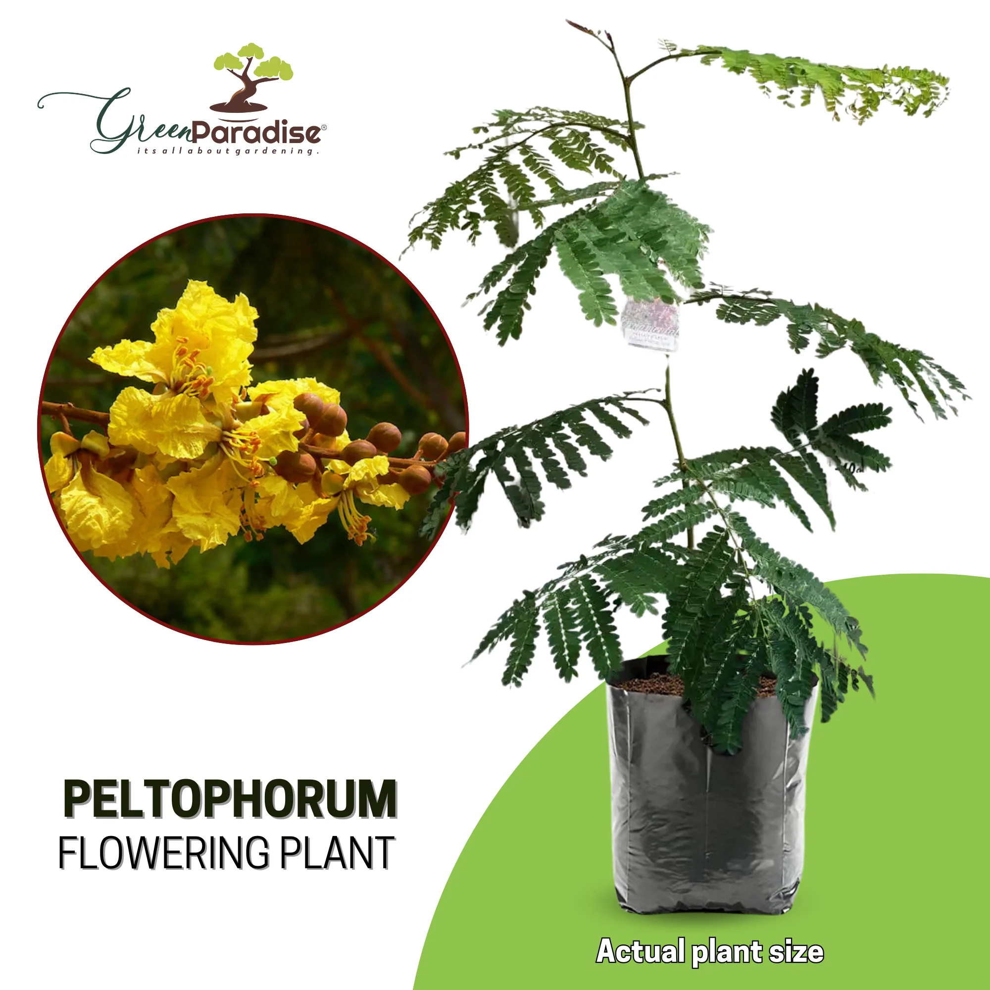 Peltophorum Live Plant - Image 6