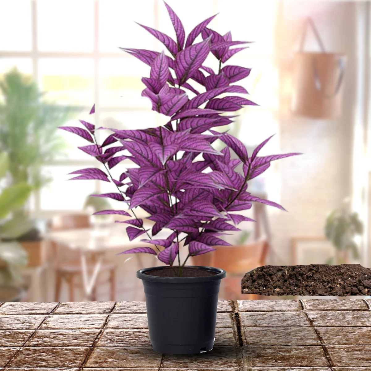 Green Paradise® Persian Shield Plant Live Plant With Pot - Image 3