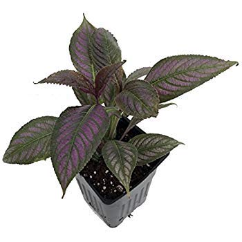 Green Paradise® Persian Shield Plant Live Plant With Pot - Image 4