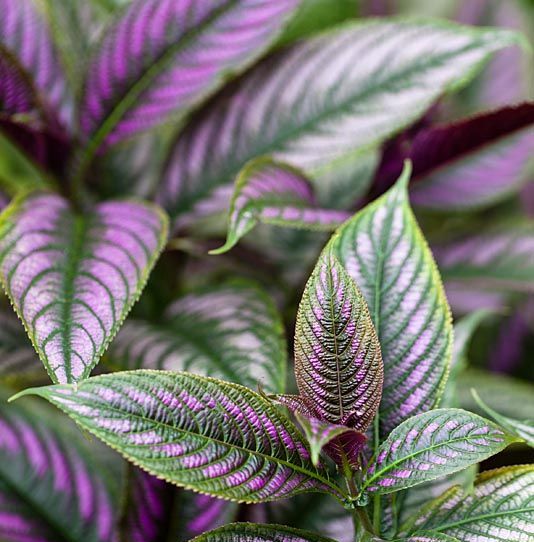 Green Paradise® Persian Shield Plant Live Plant With Pot - Image 5