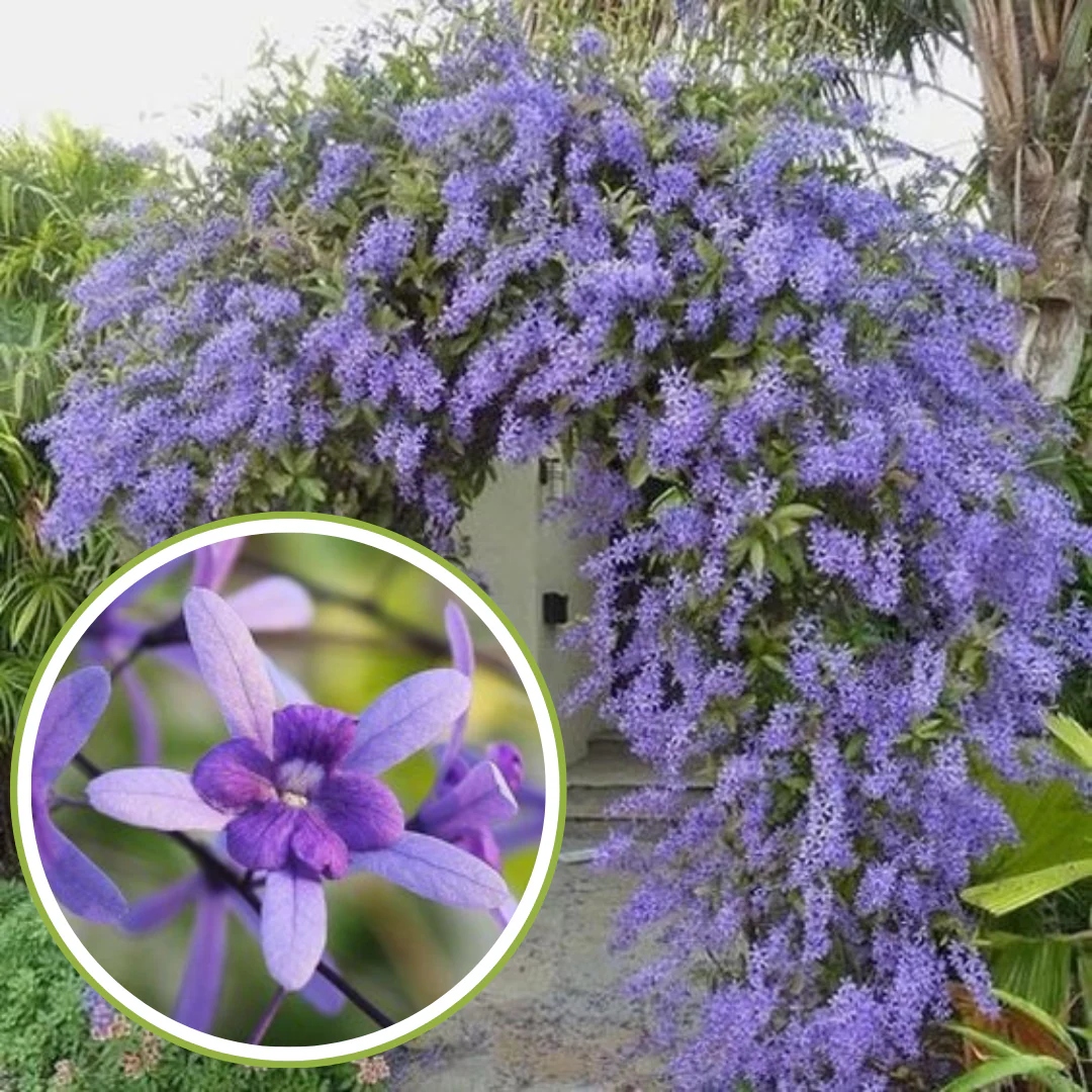 Petrea volubilis Vine Plant Purple Wealth Creeper Sand Paper Vine - Green Paradise Live - Image 2