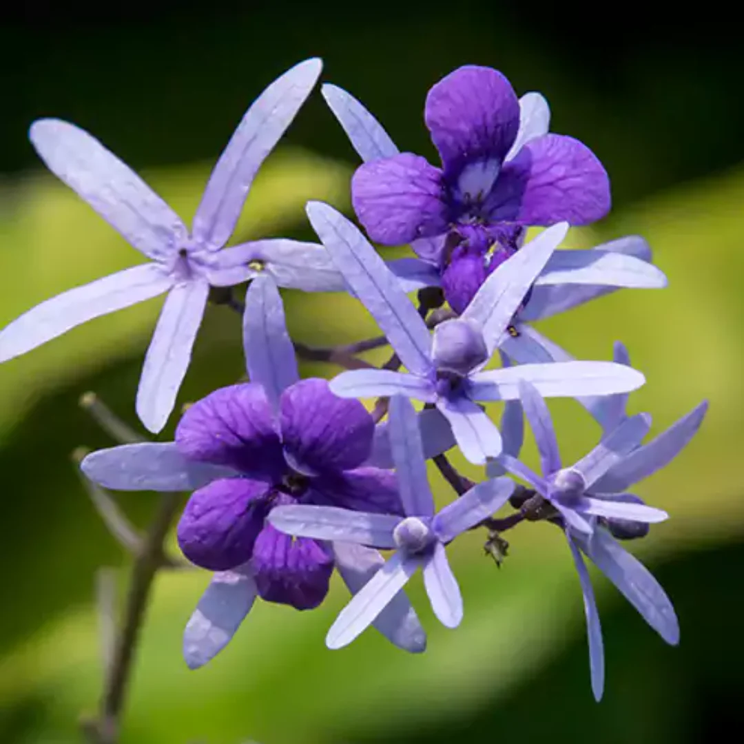 Petrea volubilis Vine Plant Purple Wealth Creeper Sand Paper Vine - Green Paradise Live - Image 3