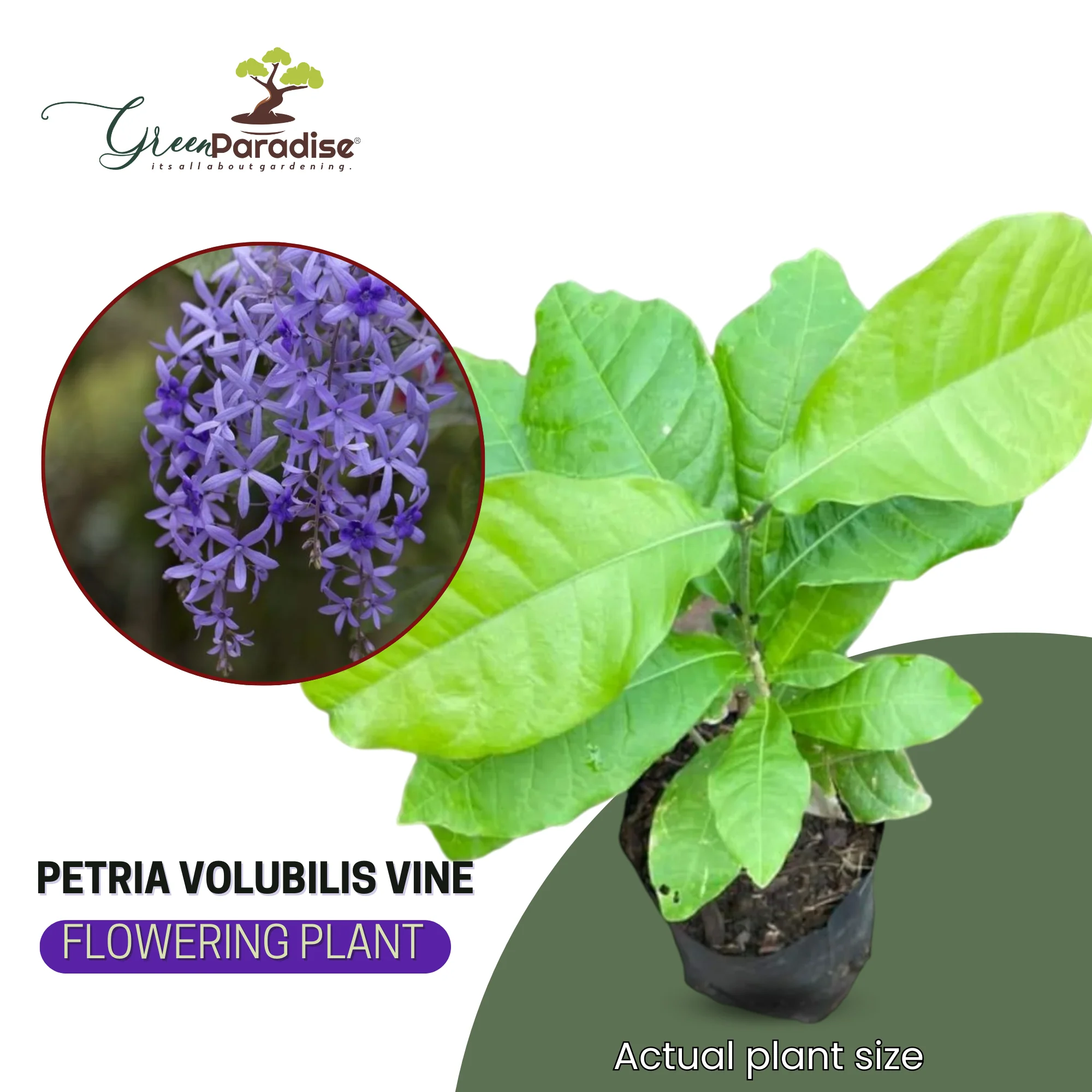 Petrea volubilis Vine Plant Purple Wealth Creeper Sand Paper Vine - Green Paradise Live - Image 4