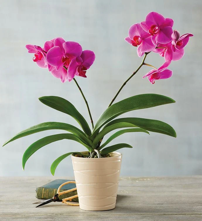 Phalaenopsis Small Seedlings ( Pack of 3) - Image 2