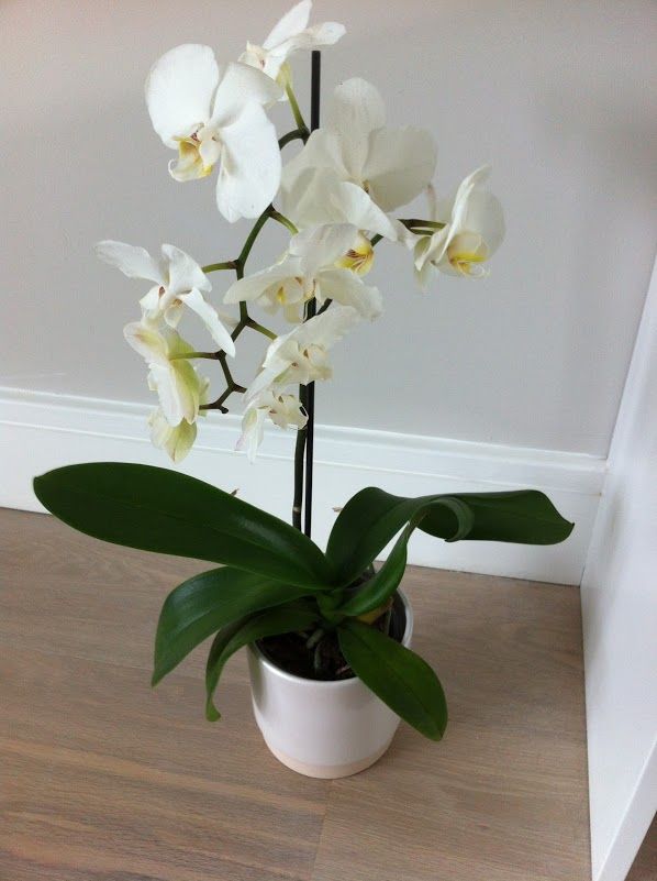 Phalaenopsis Small Seedlings ( Pack of 3) - Image 3