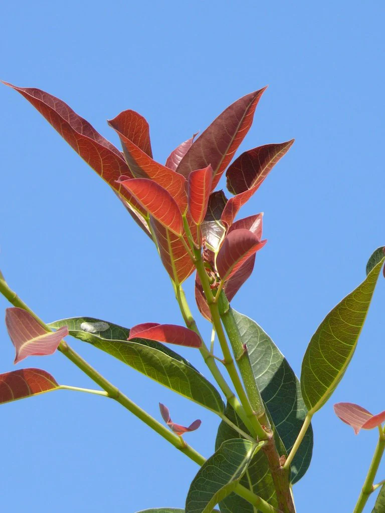 Ficus Pilkhan Virens One Year Old Sapling Plant - Image 2