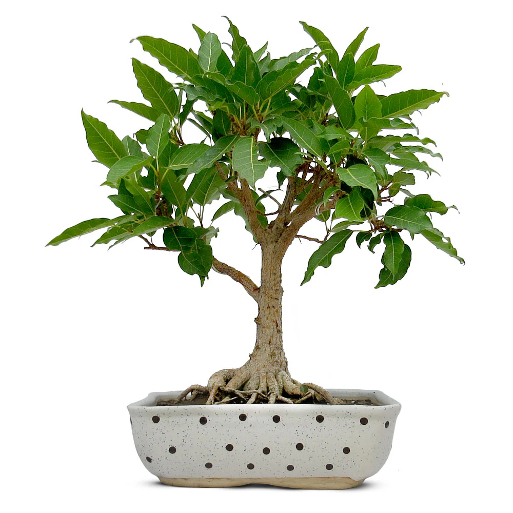 Ficus Pilkhan Virens One Year Old Sapling Plant - Image 4