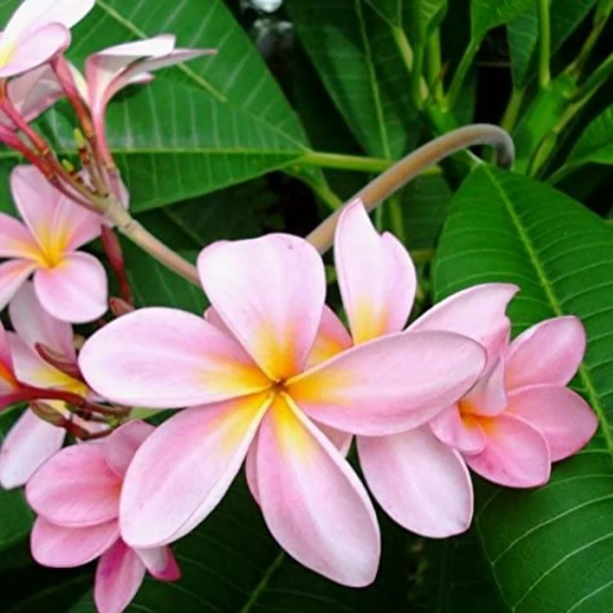 Pink Plumeria Champa live Plant - Image 2