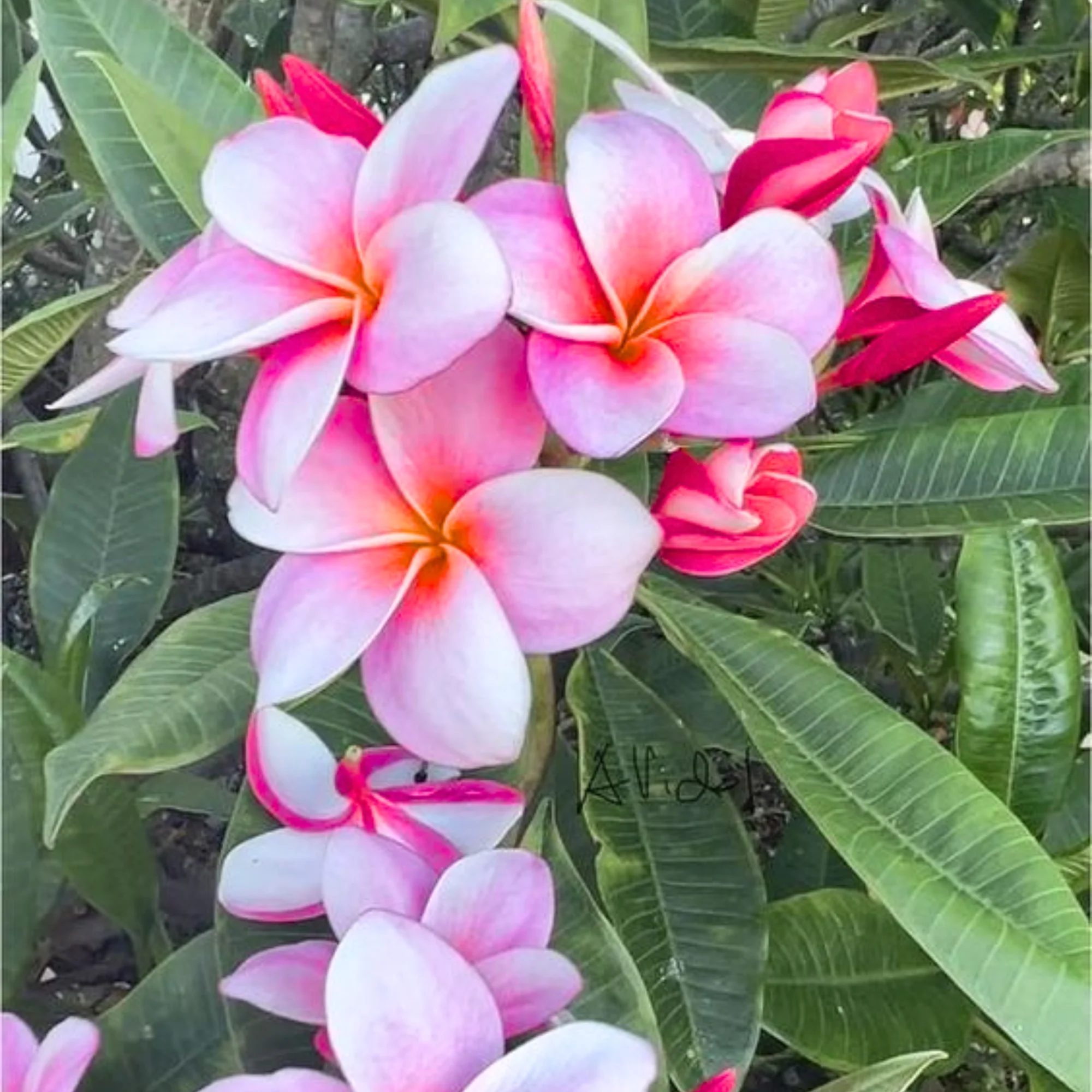Pink Plumeria Champa live Plant - Image 3