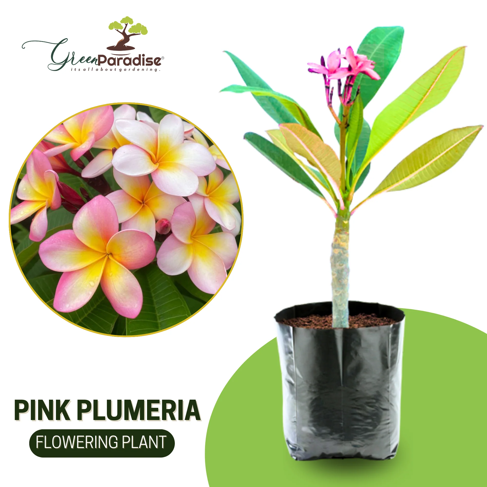 Pink Plumeria Champa live Plant - Image 4
