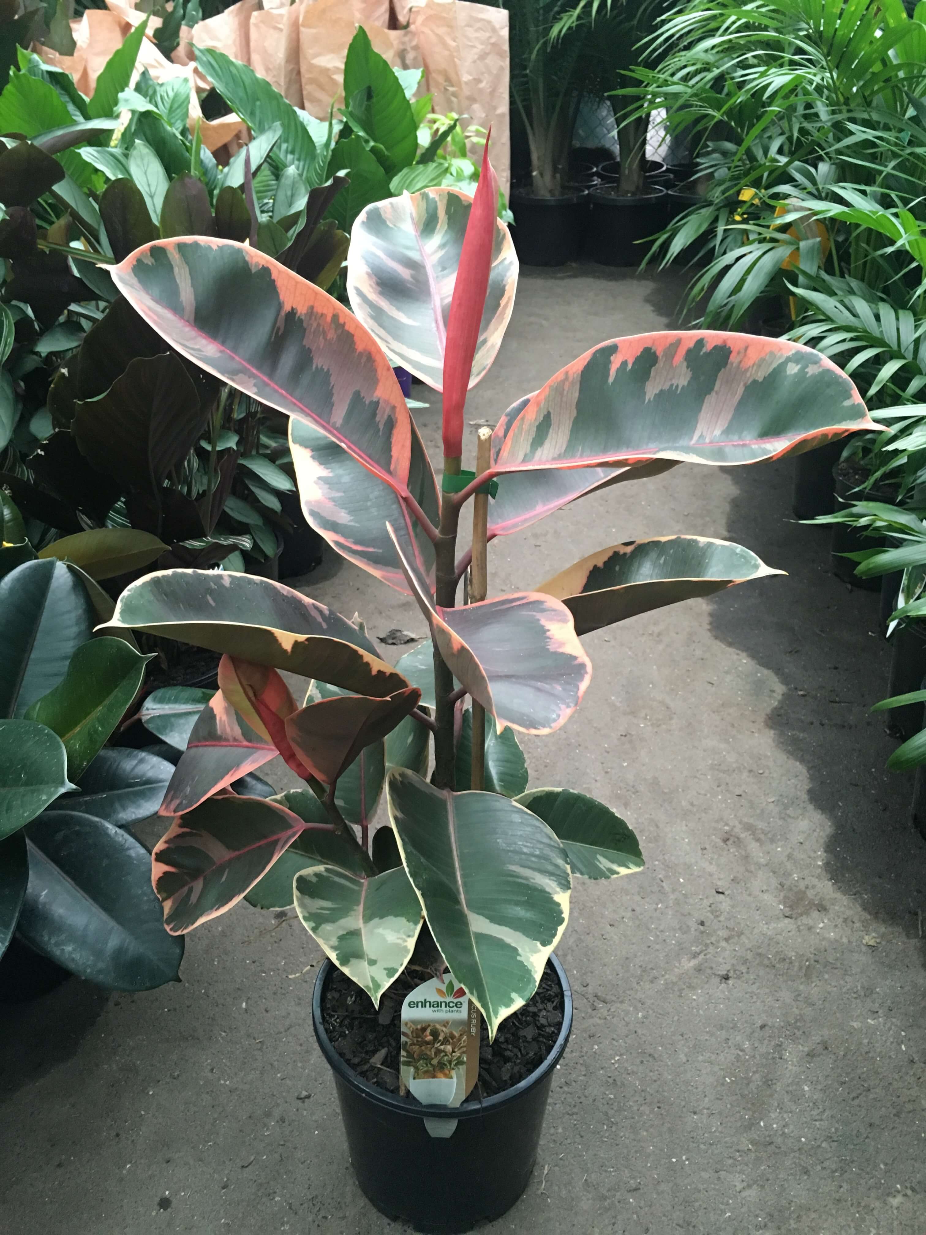 Pink Rubber Plant - Image 4