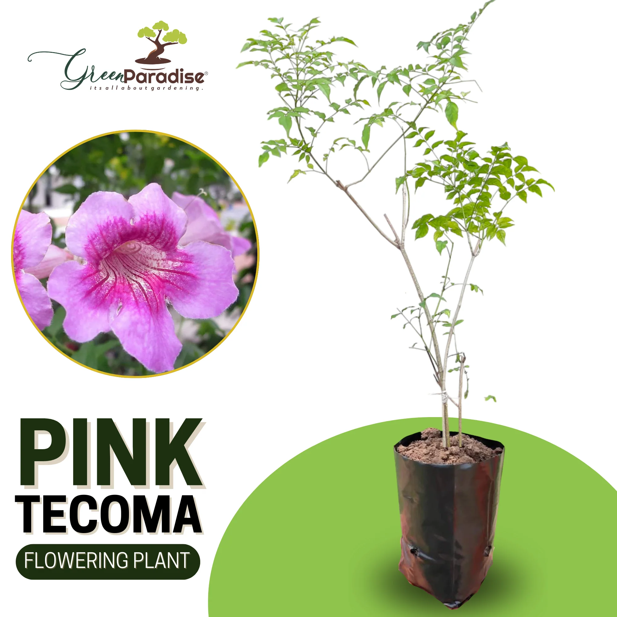 Pink trumpet vine Pink tecoma creeper Live Plant-green paradise live - Image 4