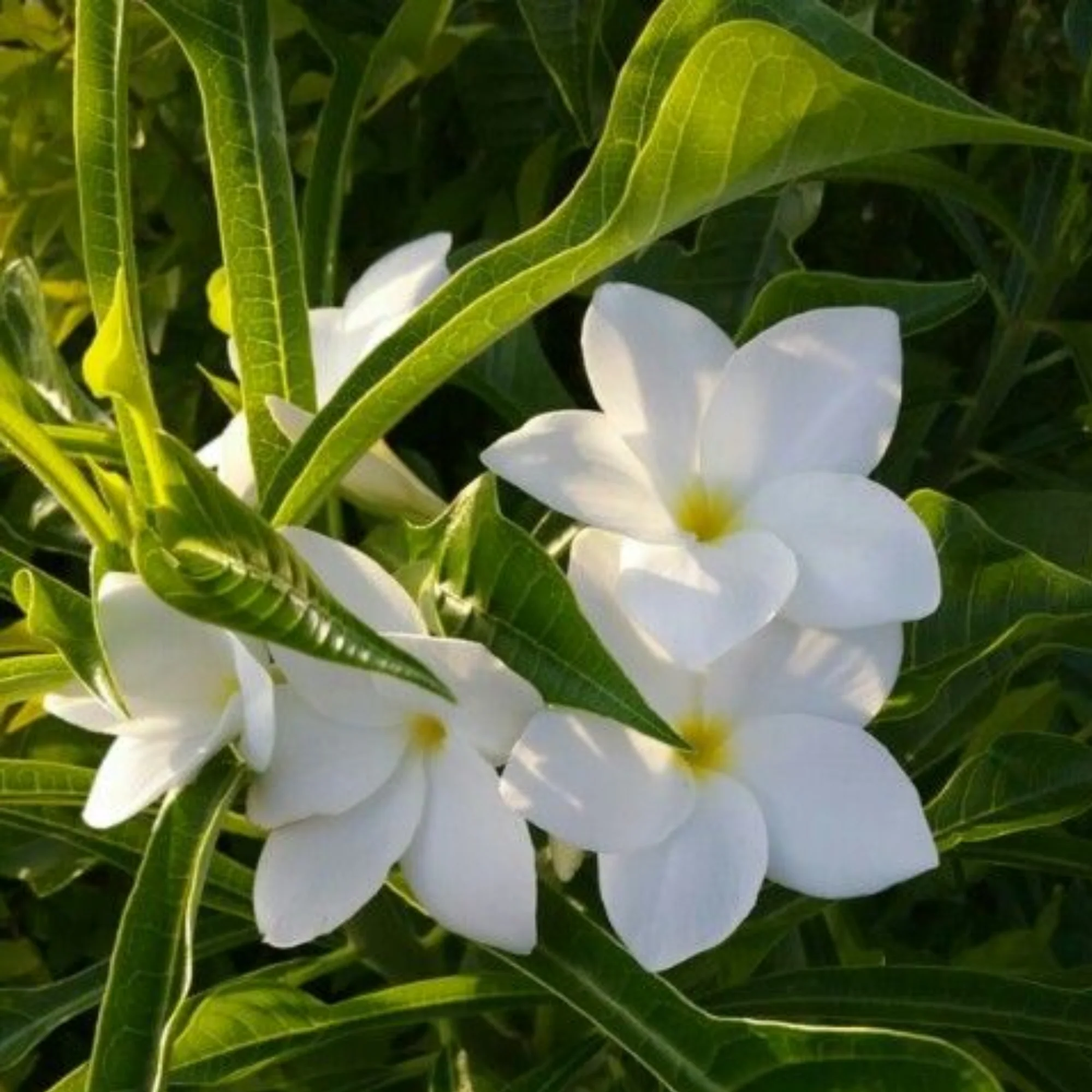 Plumeria Pudica Live Plant - Image 3