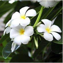Plumeria Alba ( Good luck Naag Chmapa) Plant - Image 2