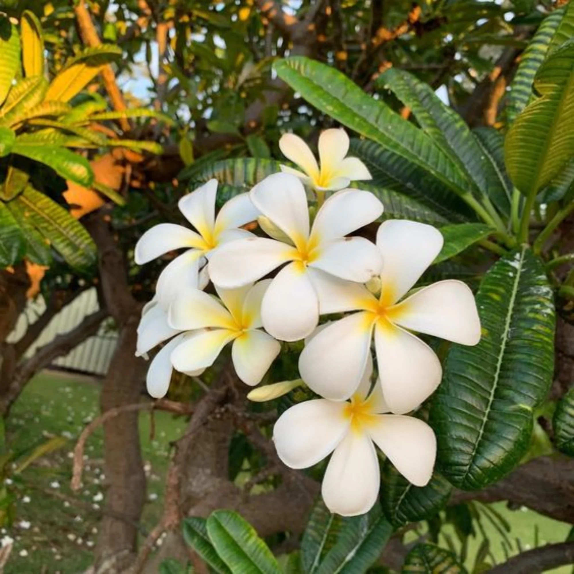 Plumeria Alba ( Good luck Naag Chmapa) Plant - Image 3