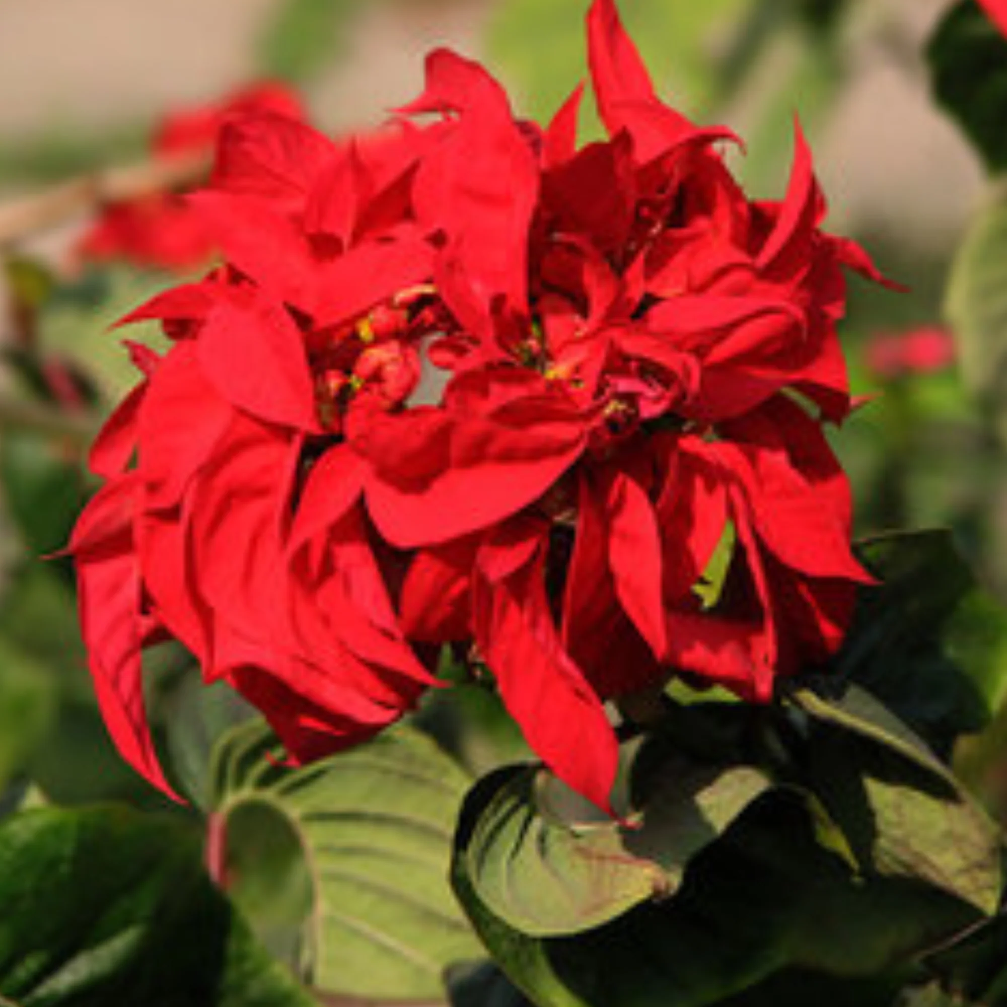 Poinsettia Fireball Red Live Plant With Pot - Image 3