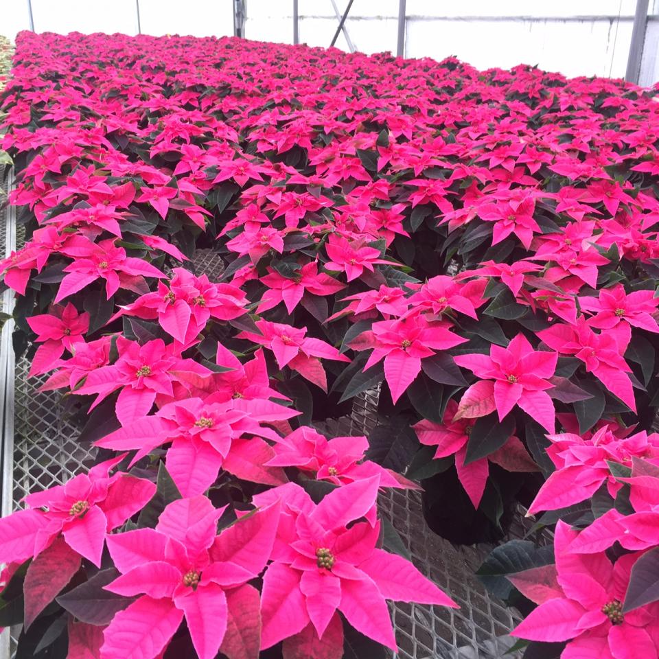 poinsettia plant with pot pink color - Image 2
