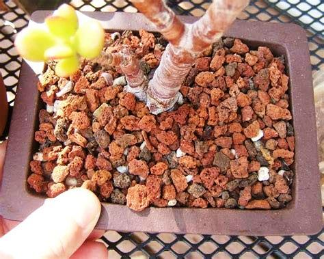 porous rocks for Soilmix In bonsai,succulents and adenium Plants 5kg pack - Image 4