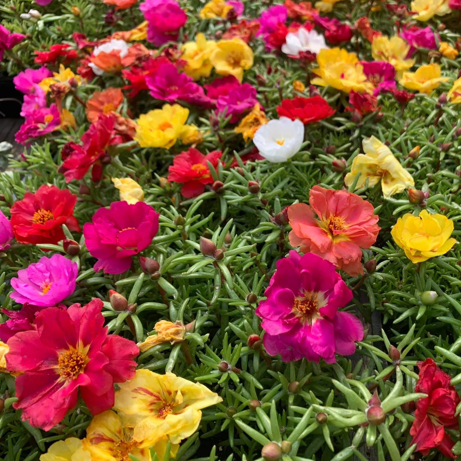 Portulaca oleracea And Portulaca grandiflora 5 Random Mix Color Plants in one pot - Image 2
