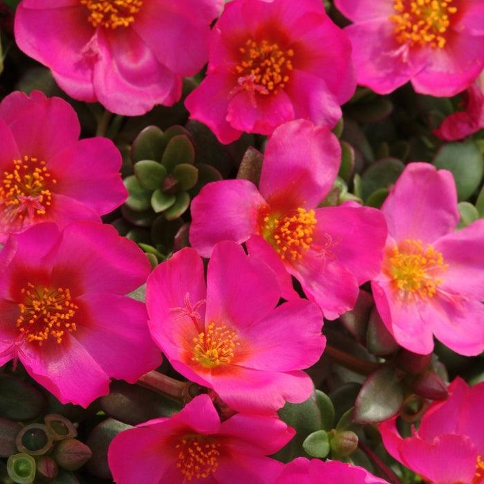 Portulaca oleracea And Portulaca grandiflora 5 Random Mix Color Plants in one pot - Image 3