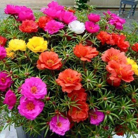 Portulaca oleracea And Portulaca grandiflora 5 Random Mix Color Plants in one pot - Image 4