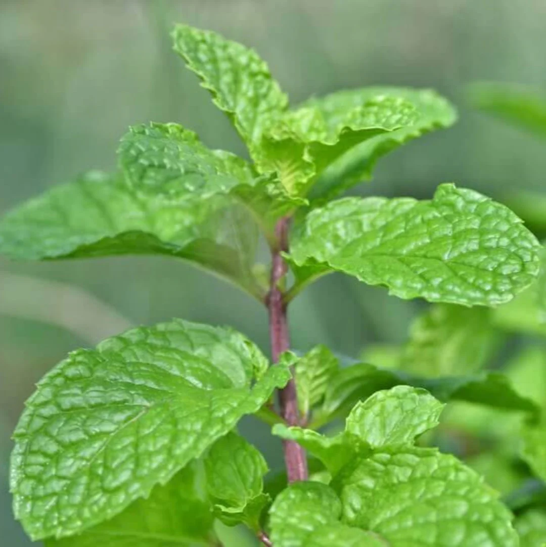 Pudina Mint Plant - Image 3