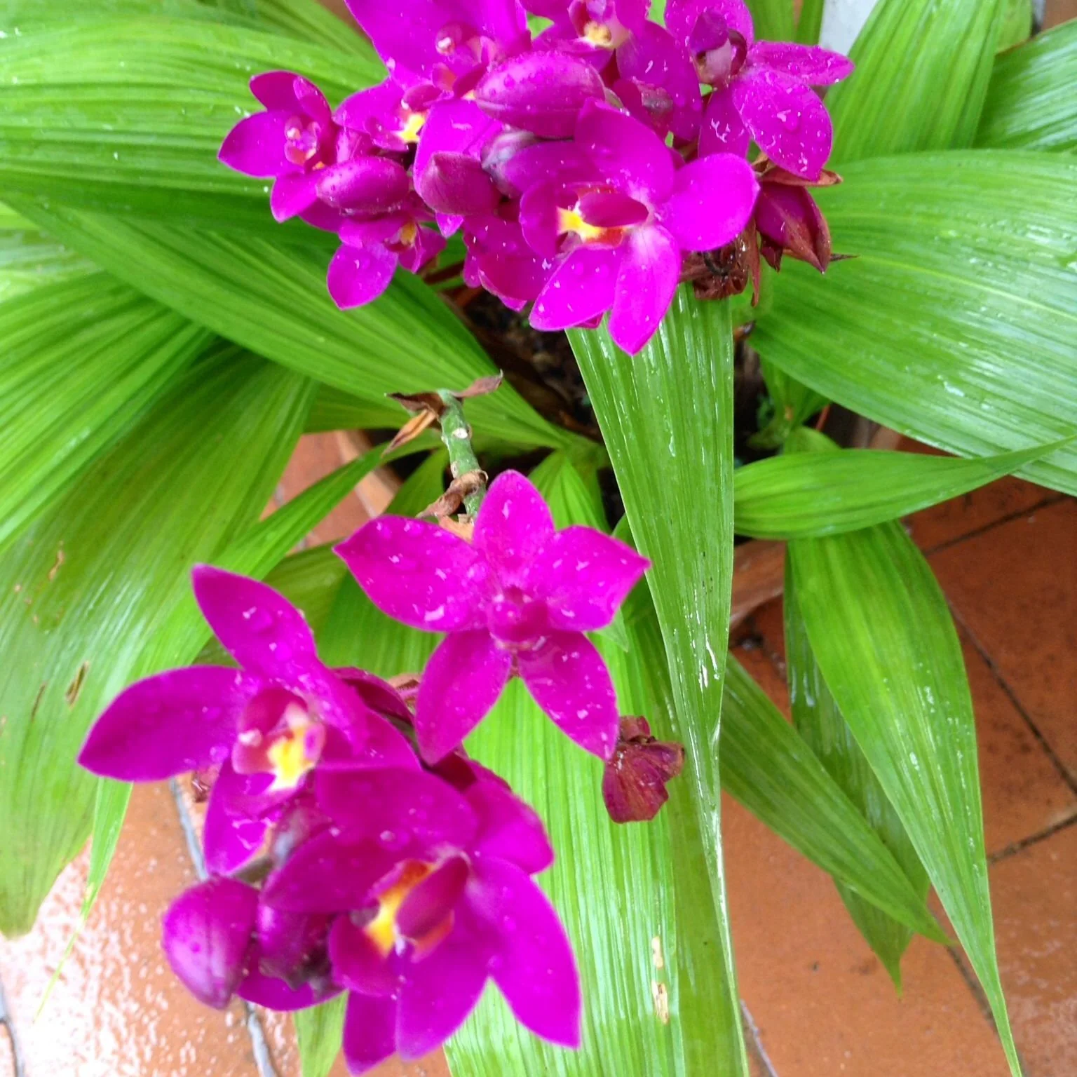 Purple Ground Orchid Bletilla purple Flowering Plant - Image 3