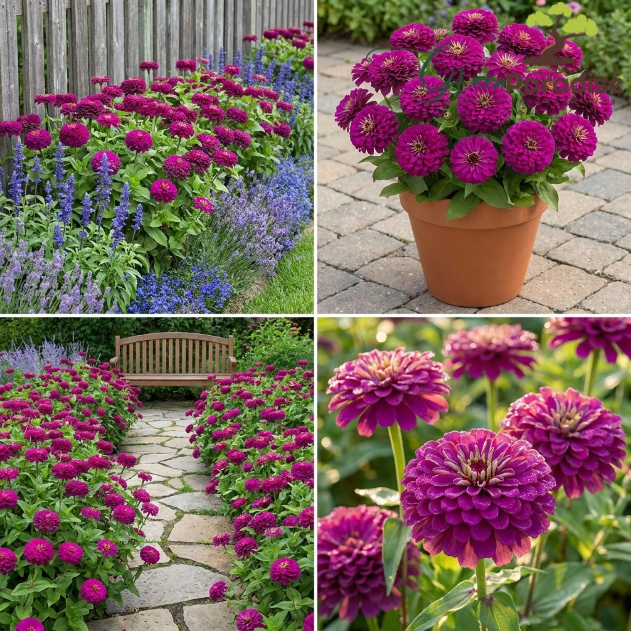 Green Paradise® Purple Zinnia Flower Seeds (Zinnia elegans) | Premium Quality Annual Flower Seeds | Easy to Grow | Ideal for Home Garden, Balcony & Terrace - Image 4