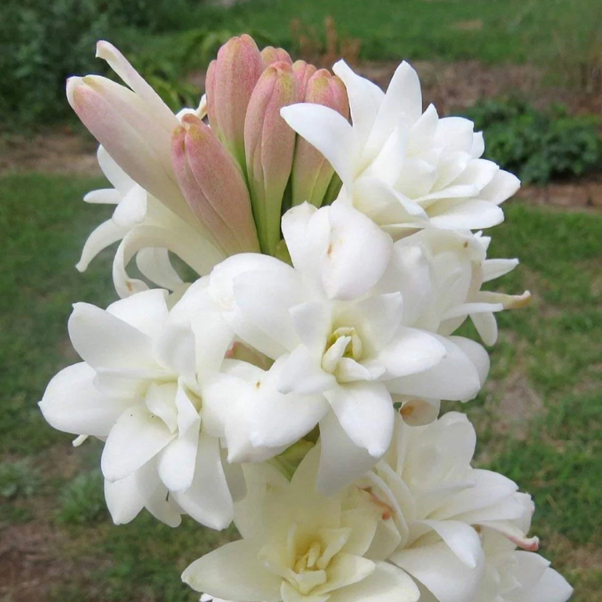Green Paradise® Rajnighandha Multipetals Polianthes Tuberosa Tube Rose Flower Bulbs (Pack of 20) - Image 3