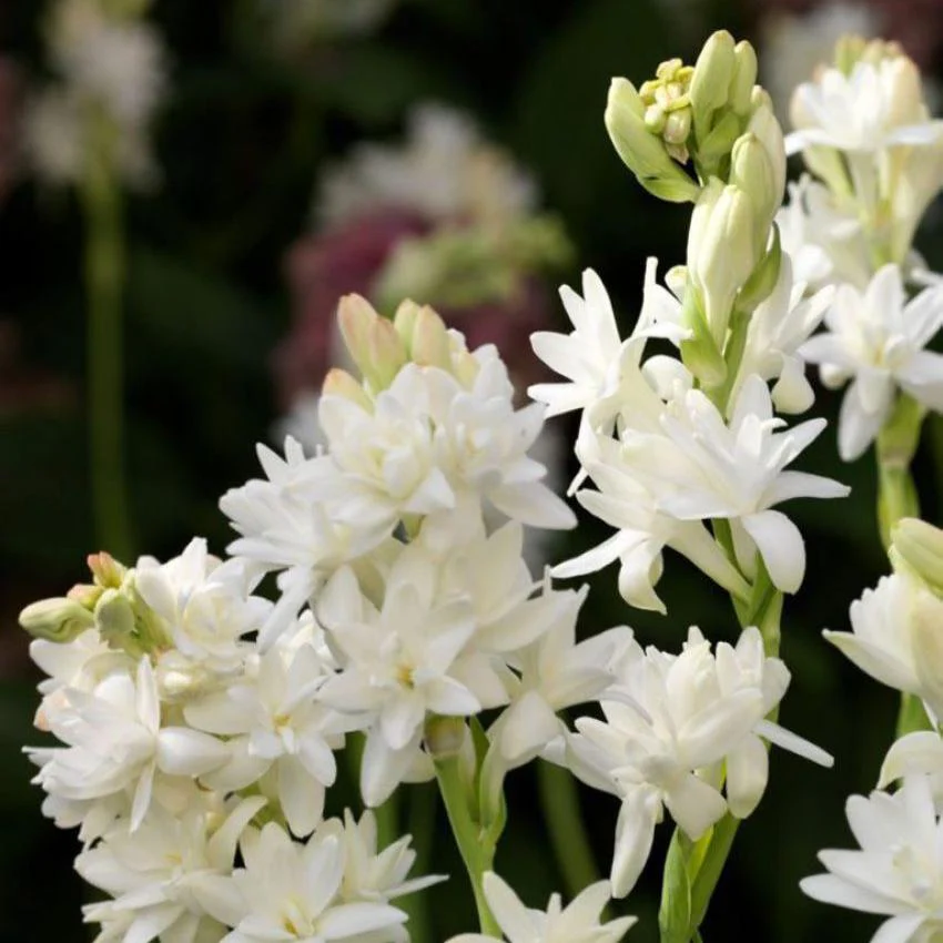 Green Paradise® Rajnighandha Multipetals Polianthes Tuberosa Tube Rose Flower Bulbs (Pack of 20) - Image 4